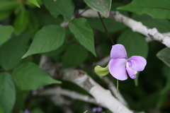 Vigna vexillata